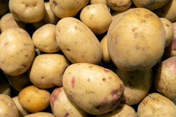Fresh organic potatoes. Dug and unprocessed potatoes. Big potato close up