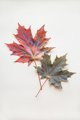 Two maple leaves on beige background. Autumn concept. Fall flat lay