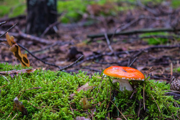 Red mushroom fly agaric in the forest closeup