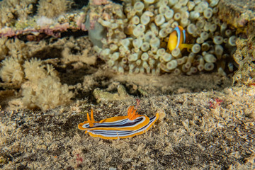 Sea slug in the Red Sea Colorful and beautiful, Eilat Israel