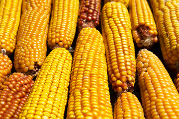 Fresh corn closeup. Agricultural products. Bio products