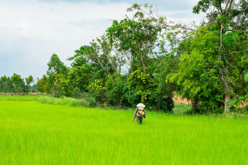 Thai farmers Southeast Asia in the monsoon zone is spraying fertilizer beads in green rice fields with a pressure sprayer in the back.