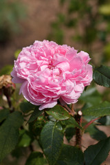 bright flower gardening rose closeup on a background of bushes