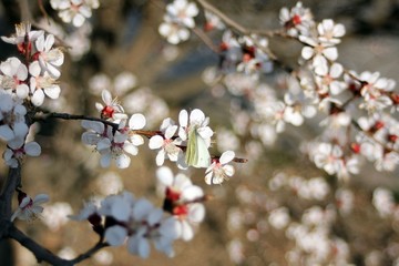 branch of a tree with flowers
