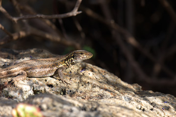 Eidechsen der Kanaren Insel Teneriffa in freier Natur. Die Kanareneidechsen leben endemisch auf den Kanarischen Inseln. Gerade die gro&szlig;en Exemplare bevorzugen dabei H&ouml;henlagen von mehr als 1500 Metern