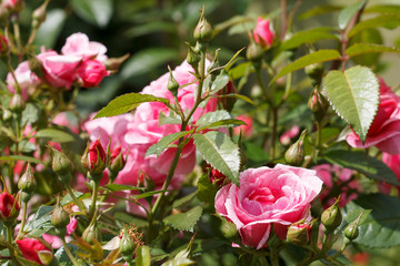 pink garden rose flower closeup