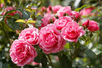 romantic pink garden rose flowers closeup