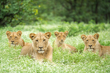 Fototapeta na wymiar Pride Of Lions Lying Down In Grass
