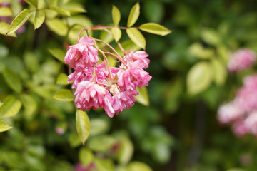 Bush of delicate pink flowers garden rose against the background of greenery