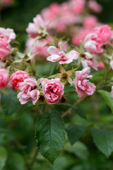 Bush of delicate pink flowers garden rose