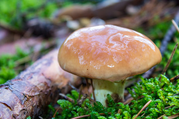 Edible growing forest mushroom closeup