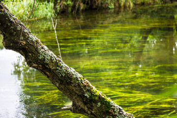 River in the forest on a summer day among the trees