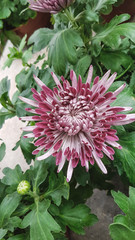 Bright autumn background of blooming chrysanthemums