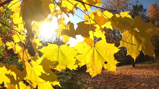 colors of autumn, the golden leaves and the sun