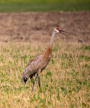 Sandhill Crane