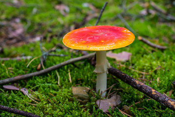 Red mushroom fly agaric in the forest closeup