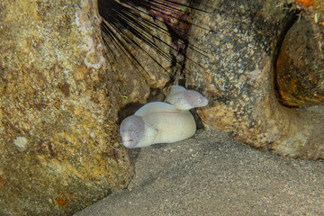 Moray eel Mooray lycodontis undulatus in the Red Sea, eilat israel