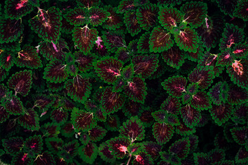 Illuminate and vivid colors of leaves