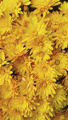 Naklejka na ściany i meble Bright autumn background of blooming chrysanthemums