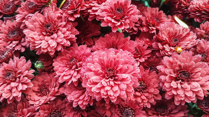 Bright autumn background of blooming chrysanthemums