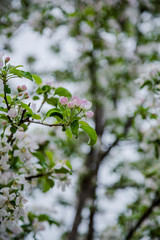 Spring blooming tree close up