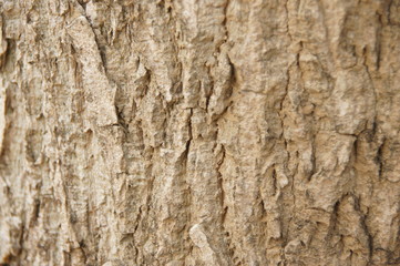 the tree surface is cut into dried pieces.