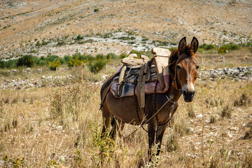 A donkey in a cart grazes on the mountain slopes and waits for the owner © irnburch