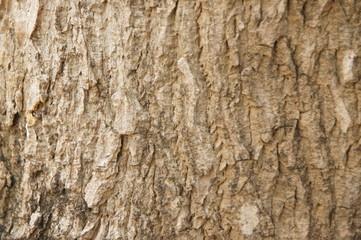 the tree surface is cut into dried pieces.