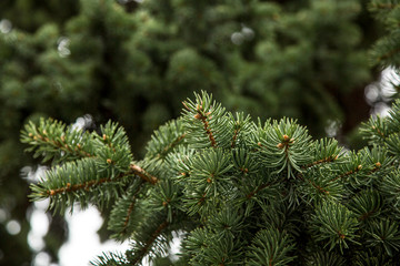 Close up view of a pine branch