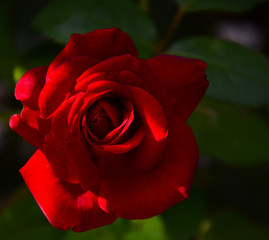 red rose in the garden