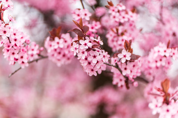 sakura cherry tree blossom