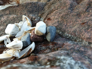 Shell collection with colourful pebbles on the beach