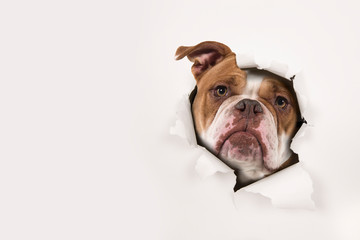 Portrait of an old english bulldog peeking through a hole in a white paper background