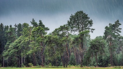 Kiefernwald bei Regen