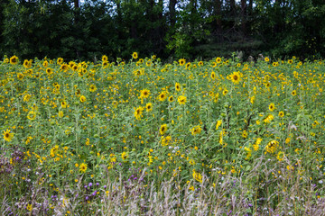 Obraz premium Field of bright yellow sunflowers on a clear summer day