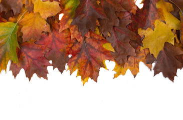 background of autumn leaves