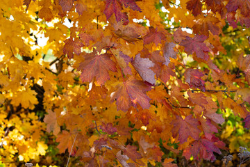 background of autumn leaves
