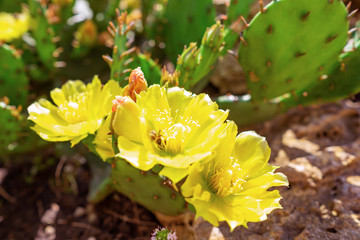 Blossoming yellow cactus in close-up.