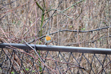 A portrait of a European robin sitting on a metal fence; leafless branches in the background