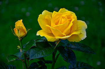 A close up picture of the Rosa 'Guy's Gold' in a flower border