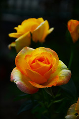 yellow rose