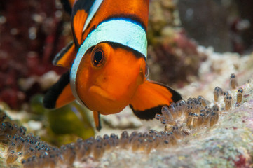 Ponte poisson clown