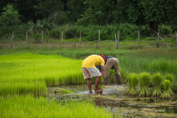 farmer in rice field