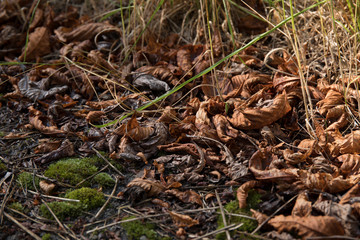 Background of dry brown leaves lying on the ground