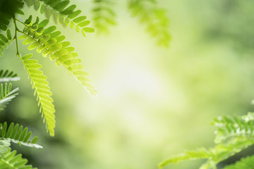 Closeup beautiful view of nature green leaves on blurred greenery tree background with sunlight in public garden park. It is landscape ecology and copy space for wallpaper and backdrop.