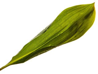 Fototapeta premium flower leaves lily of the valley without inflorescences isolate