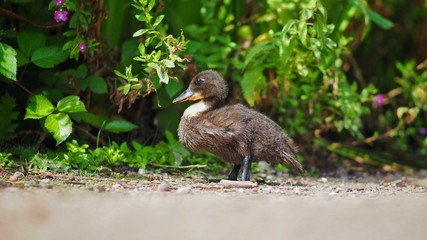 Mallard Chick 