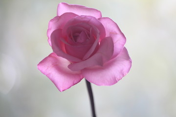 Pink Rose Close Up