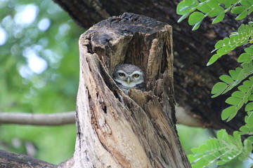 great horned owl on tree
