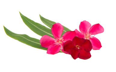 oleander flower isolated